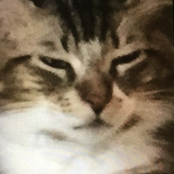 Meet your Posher, Gina - Picture 5 of 6